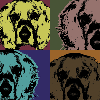 cocker spaniel illustration