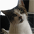 cat picture