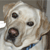 golden retriever picture