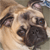 pug photo