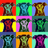doberman print
